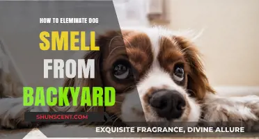 Freshen Up Your Backyard: A Guide to Eliminating Dog Odor