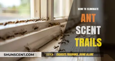 Effective Ways to Erase Ant Scent Trails and Prevent Reinfestation