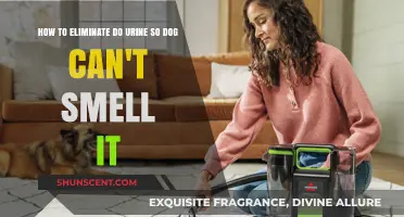 Effective Tips to Remove Dog Urine Odor Permanently