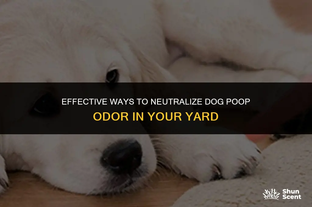 how to eliminate dog poop smell from dirt