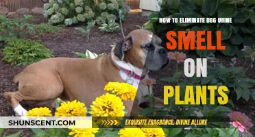 Banish Dog Urine Odor from Your Garden: A Comprehensive Guide
