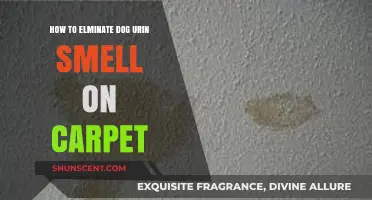 Freshen Up Your Home: A Guide to Removing Dog Urine Smell from Carpets