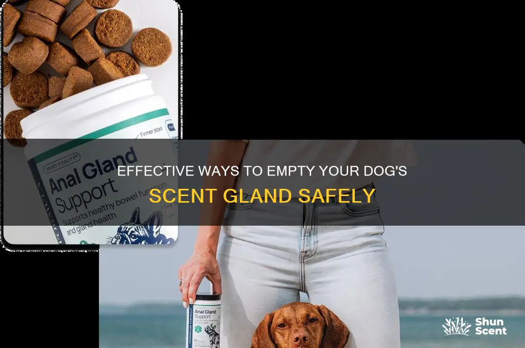 how to emptu dobgs scent gland