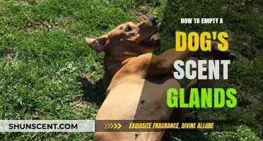 Effective Techniques to Safely Empty Your Dog's Scent Glands
