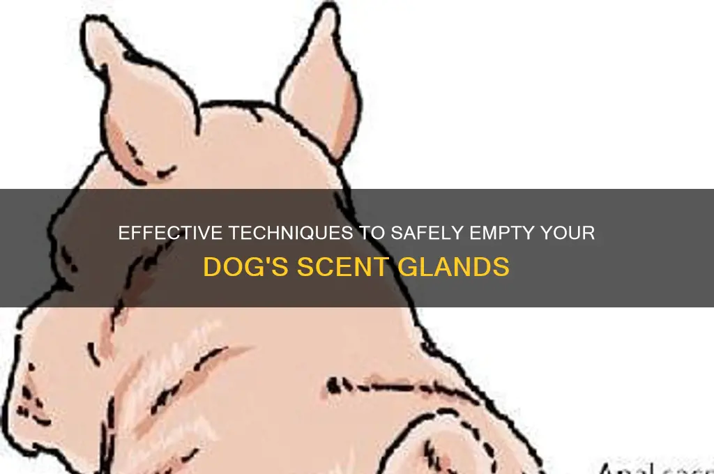 how to empty a dog