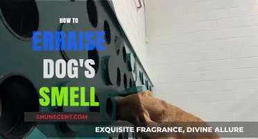 Enhancing Your Dog's Sense of Smell: A Comprehensive Guide