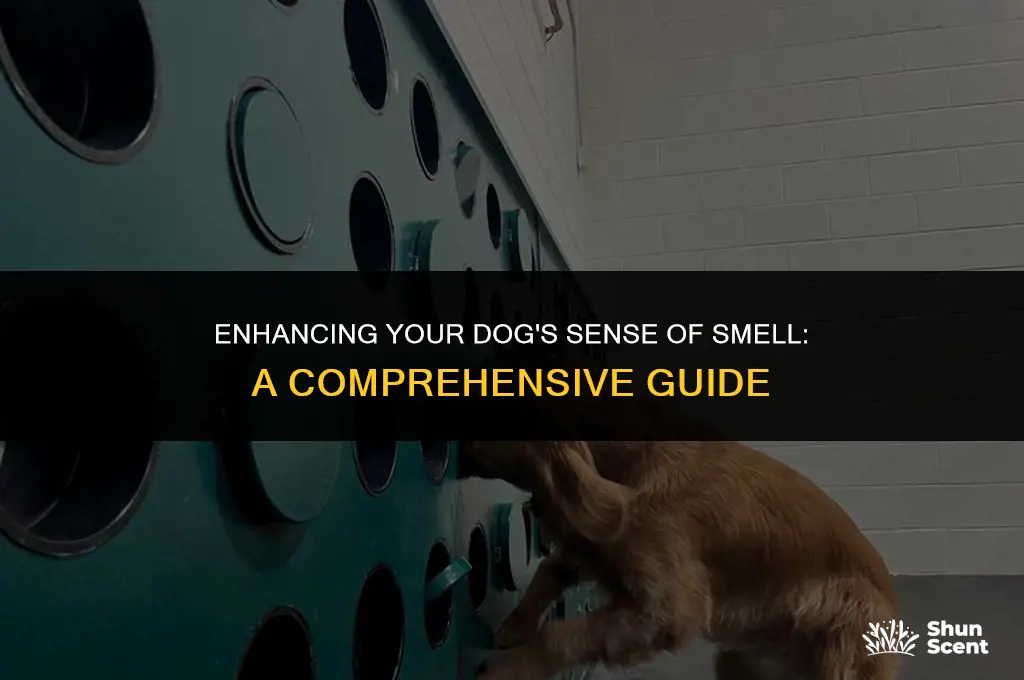 how to erraise dog