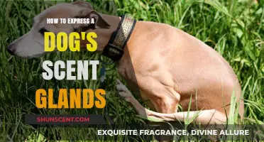 Understanding and Safely Expressing Your Dog's Scent Glands: A Guide