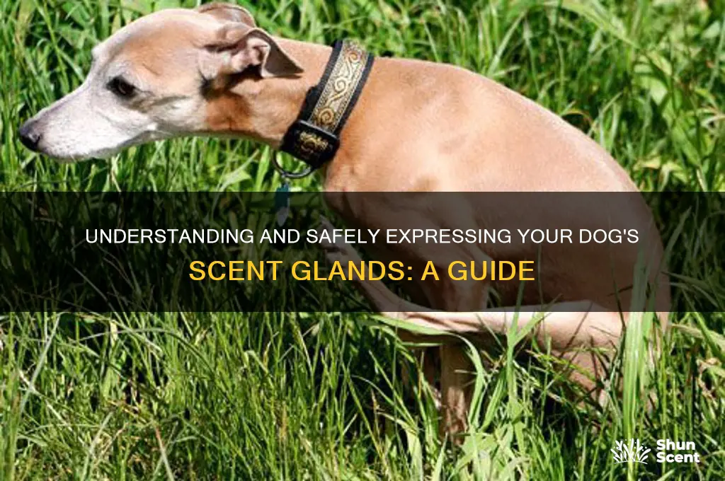how to express a dog
