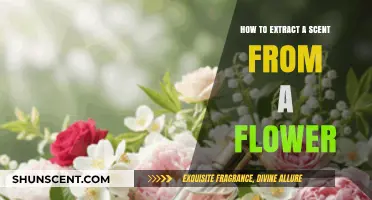 Mastering the Art of Extracting Floral Fragrances from Flowers