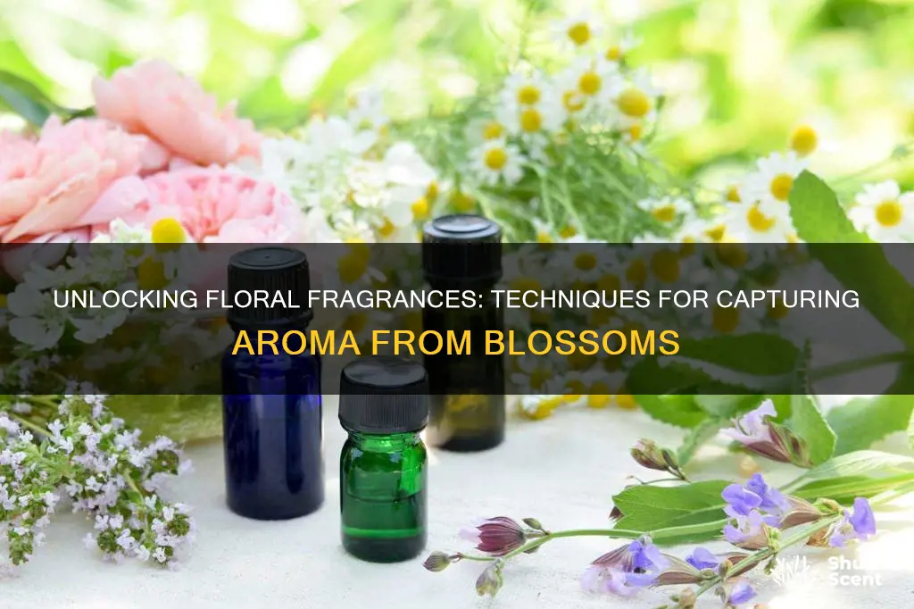 how to extract aroma from flowers