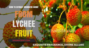 Unlocking Lychee's Fragrant Essence: A Guide to Extracting Aromatic Scent