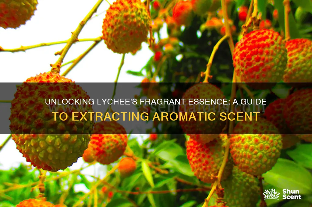 how to extract aromatic scent from lychee fruit
