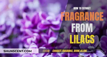 Lilac Essence: A Guide to Capturing Fragrant Extracts