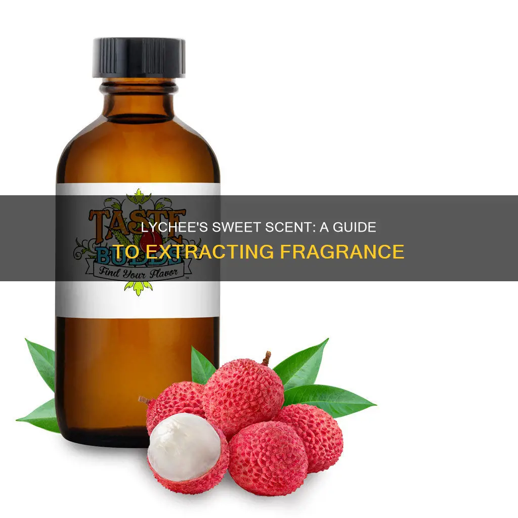 how to extract fragrance from lychee