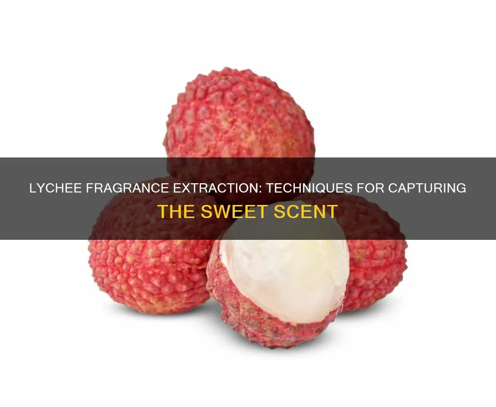 how to extract fragrance from lychee