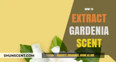 Extracting Gardenia Scent: A Simple Guide to Capturing Its Fragrance