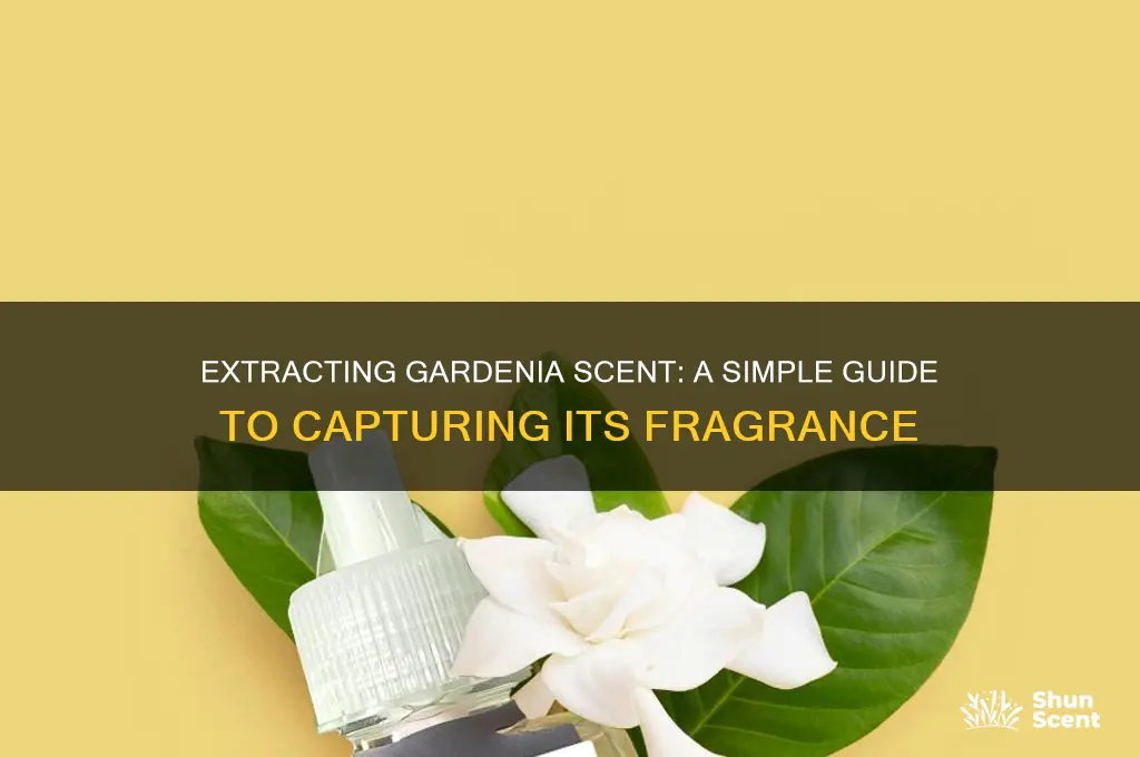 how to extract gardenia scent