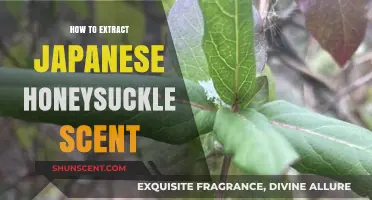 Extracting Japanese Honeysuckle Scent: A Step-by-Step Guide to Capturing its Essence