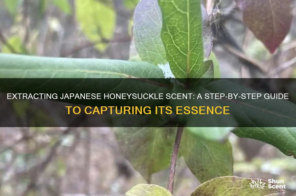 how to extract japanese honeysuckle scent