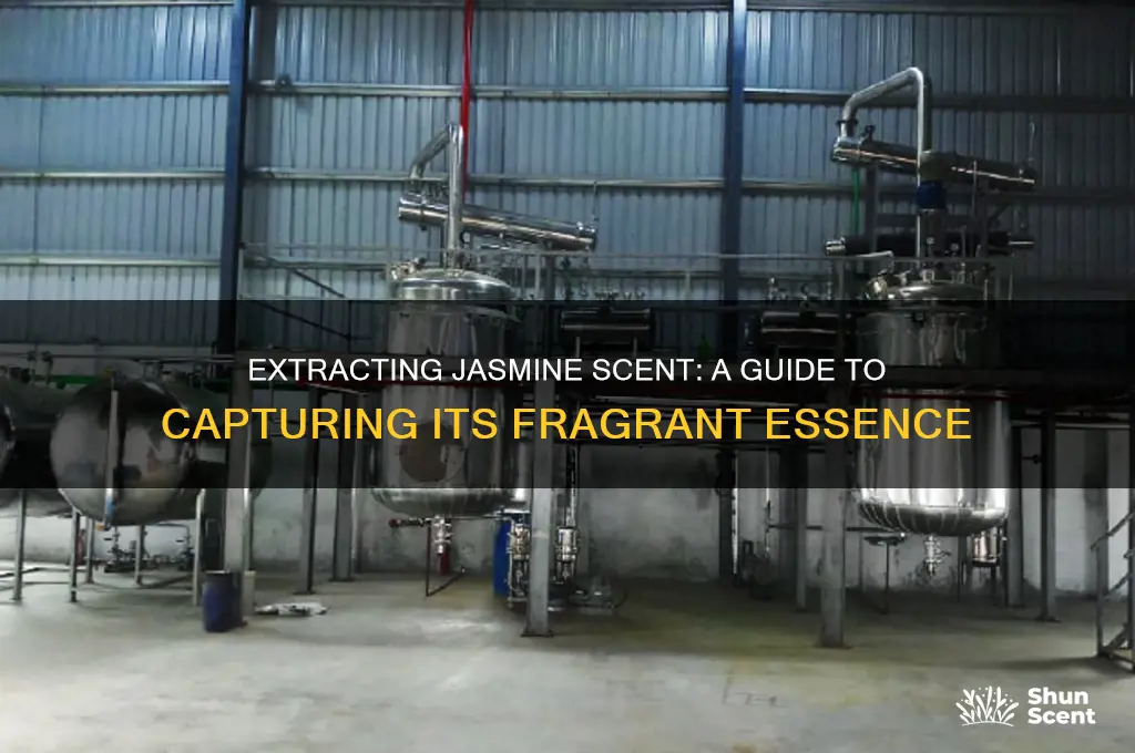 how to extract jasmine scent