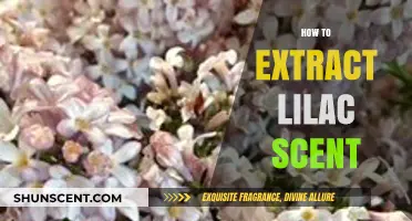 Capturing the Essence: A Guide to Extracting Lilac's Delicate Fragrance