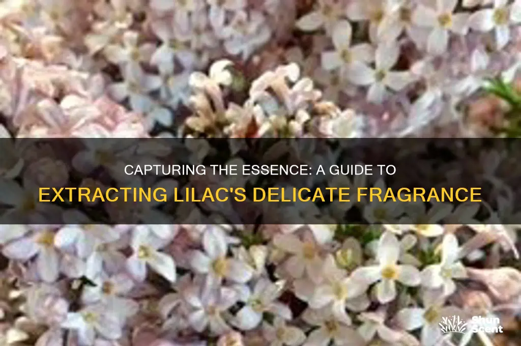 how to extract lilac scent