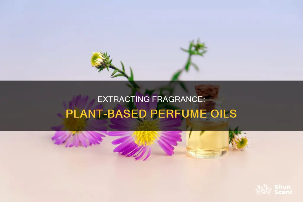 how to extract perfume oils from plants