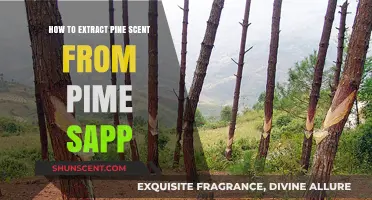 Extracting Pine Scent from Sap: A Step-by-Step Guide to Aromatic Essence