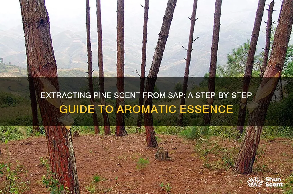 how to extract pine scent from pime sapp