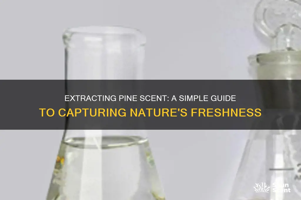 how to extract pine scent