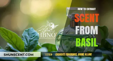 Extracting Basil's Essence: A Guide to Capturing Its Aromatic Scent