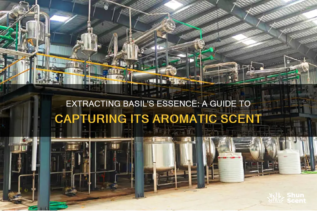 how to extract scent from basil