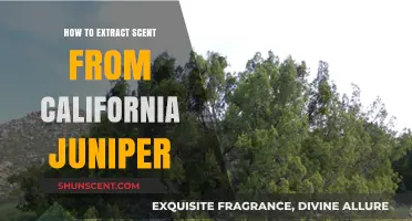Extracting California Juniper Scent: A Step-by-Step Guide to Aromatic Essence