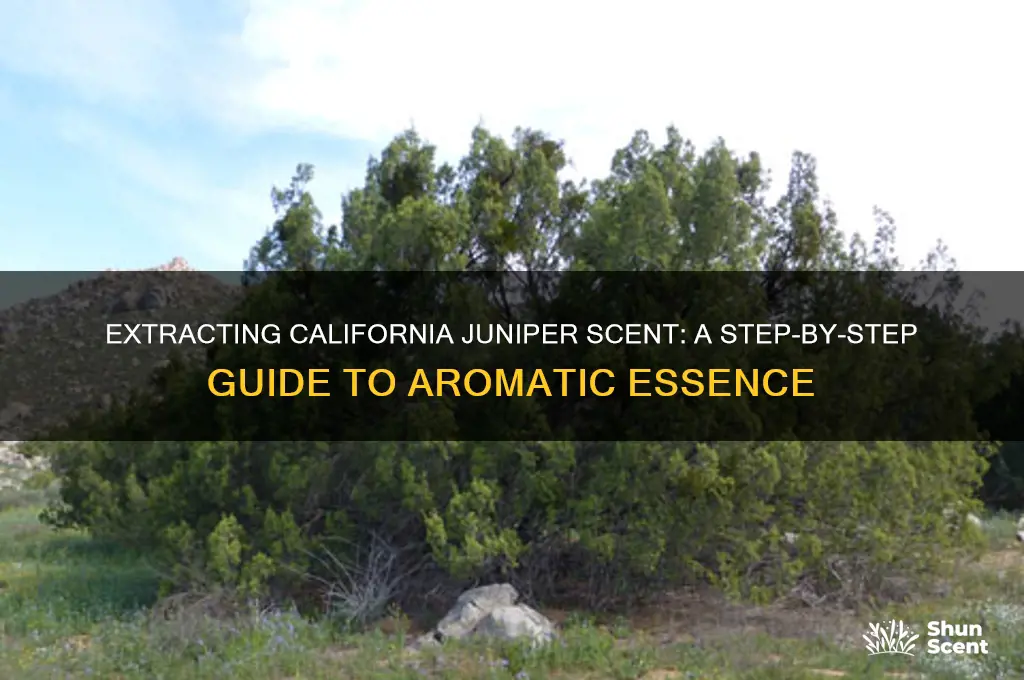 how to extract scent from california juniper