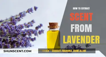 Mastering Lavender Scent Extraction: Simple Techniques for Pure Aromatic Essence