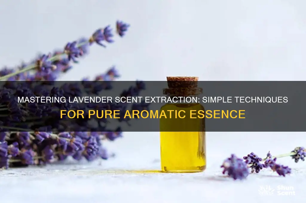 how to extract scent from lavender