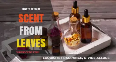 Unlocking Nature's Aromas: A Guide to Extracting Scents from Leaves