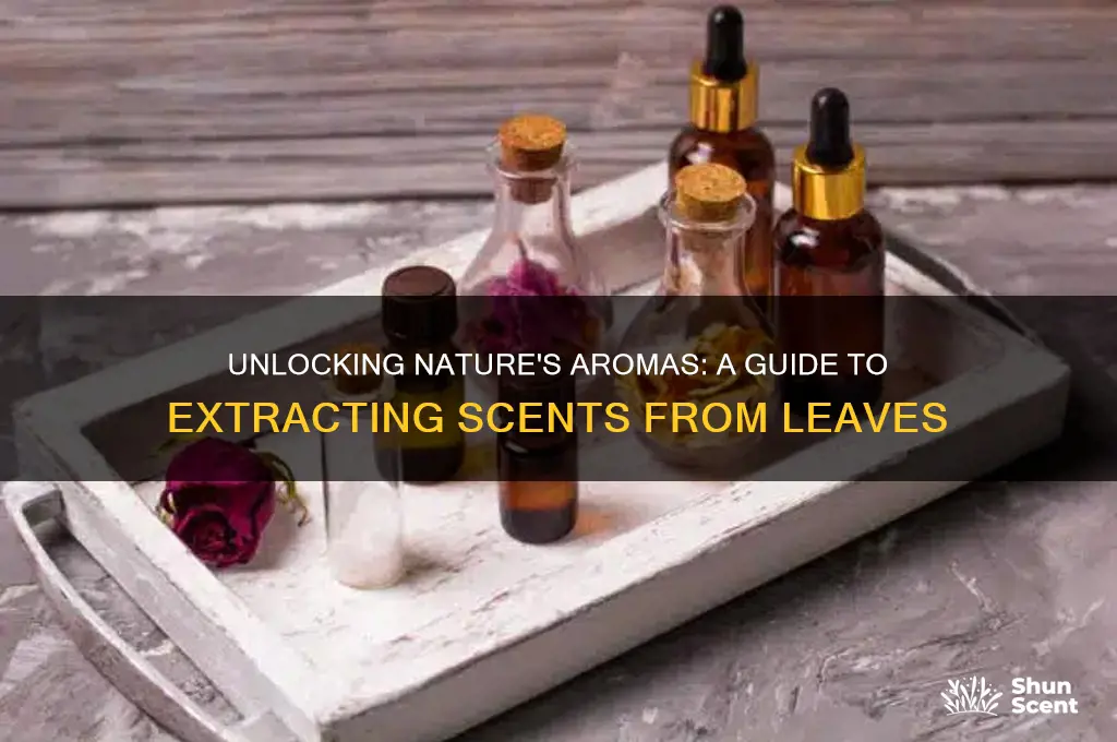 how to extract scent from leaves