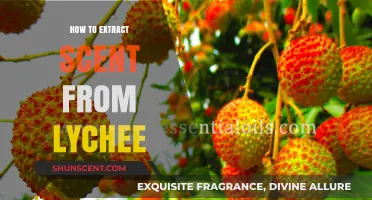 Mastering Lychee Essence: A Guide to Extracting Its Unique Scent