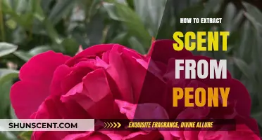 Mastering Peony Scent Extraction: A Step-by-Step Guide for Fragrant Results