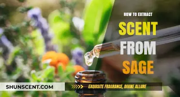Extracting Sage Scent: A Simple Guide to Capturing Its Aroma