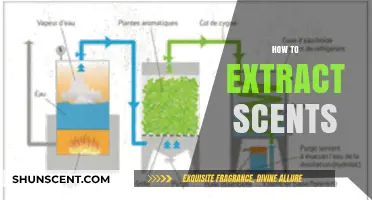 Mastering the Art of Scent Extraction: Techniques for Capturing Aromas