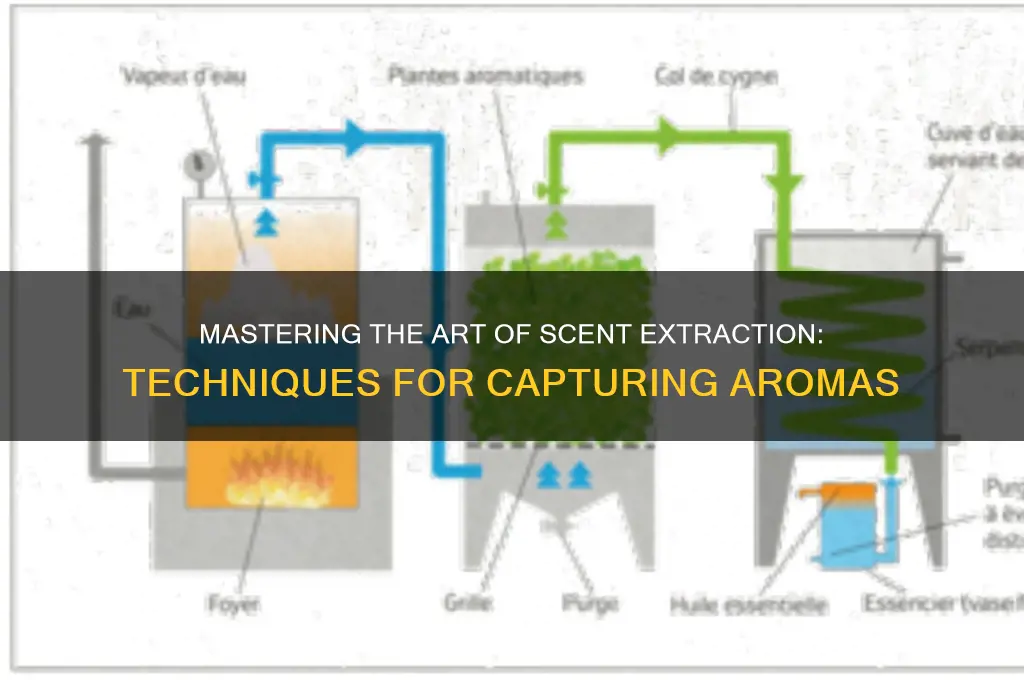 how to extract scents