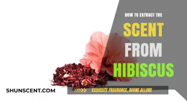 Extracting Hibiscus Essence: A Simple Guide to Capturing Its Scent