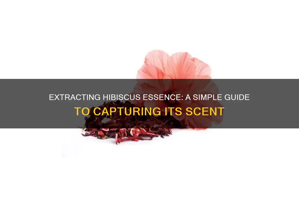 how to extract the scent from hibiscus