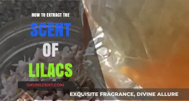 Capturing Lilac Essence: A Guide to Extracting the Scent of Lilacs