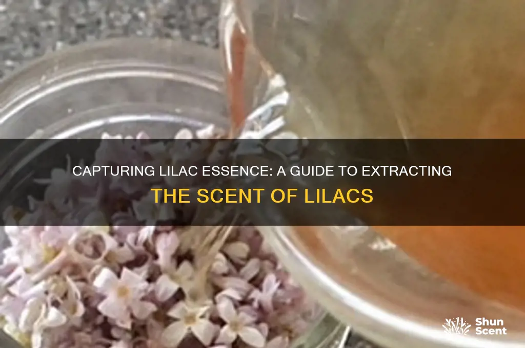 how to extract the scent of lilacs