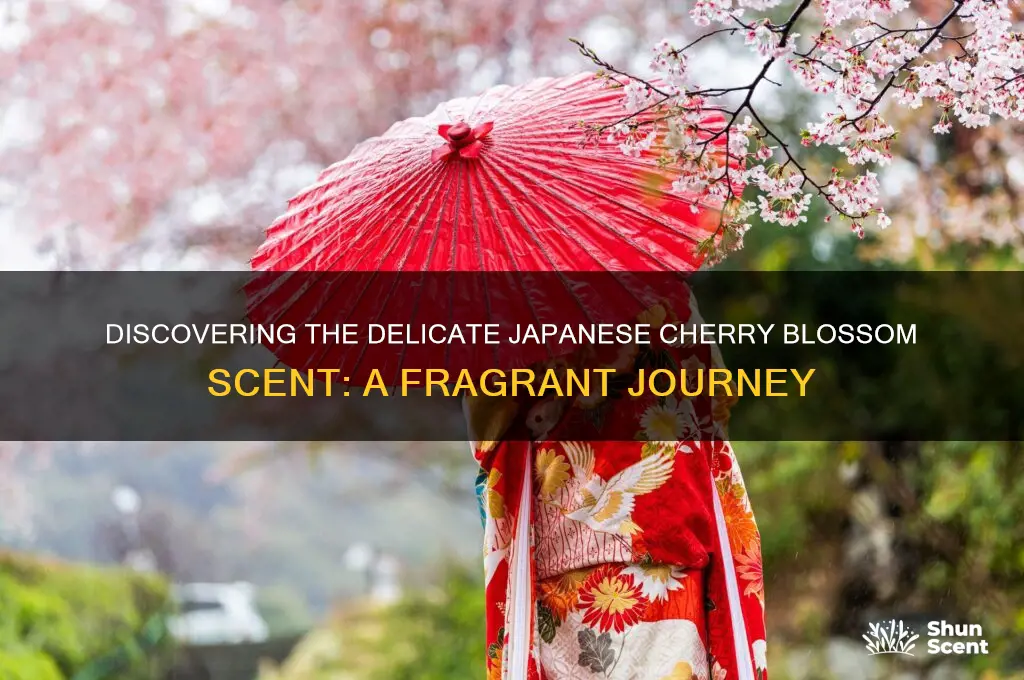 how to find japanese cherry blossom scent