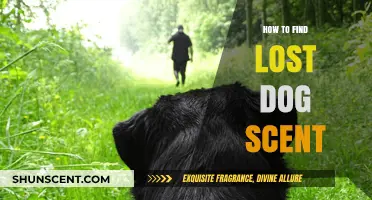 Effective Tips to Track Your Lost Dog Using Scent Techniques